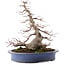 Acer palmatum, 31 cm, ± 30 años