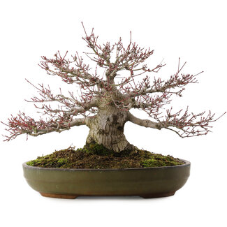 Acer palmatum, 30 cm, ± 35 años