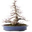 Acer palmatum, 31 cm, ± 30 años