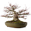 Acer palmatum, 30 cm, ± 35 años