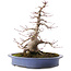 Acer palmatum, 31 cm, ± 30 años