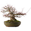 Acer palmatum, 30 cm, ± 35 años