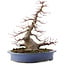 Acer palmatum, 31 cm, ± 30 años