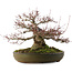 Acer palmatum, 30 cm, ± 35 años