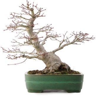  Yamafusa - Takehiko Koie Acer palmatum, 38,5 cm, ± 35 años