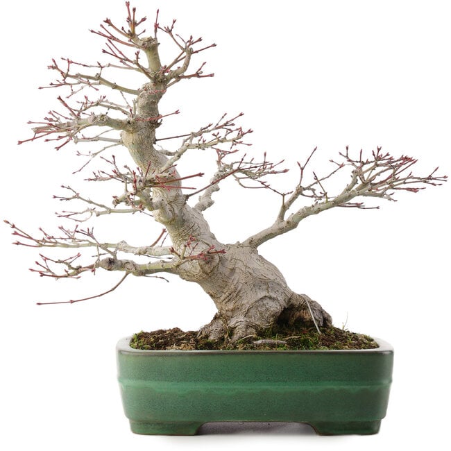 Acer palmatum, 38,5 cm, ± 35 años, en maceta japonesa hecha a mano por Yamafusa