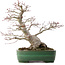 Acer palmatum, 38,5 cm, ± 35 años, en maceta japonesa hecha a mano por Yamafusa