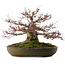 Acer palmatum, 30 cm, ± 35 años