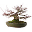 Acer palmatum, 30 cm, ± 35 años