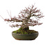 Acer palmatum, 30 cm, ± 35 años