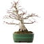 Acer palmatum, 38,5 cm, ± 35 años, en maceta japonesa hecha a mano por Yamafusa