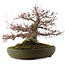 Acer palmatum, 30 cm, ± 35 años