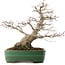 Acer palmatum, 38,5 cm, ± 35 años, en maceta japonesa hecha a mano por Yamafusa