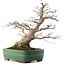 Acer palmatum, 38,5 cm, ± 35 años, en maceta japonesa hecha a mano por Yamafusa