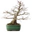 Acer palmatum, 38,5 cm, ± 35 años, en maceta japonesa hecha a mano por Yamafusa