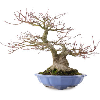 Acer palmatum, 32 cm, ± 30 años