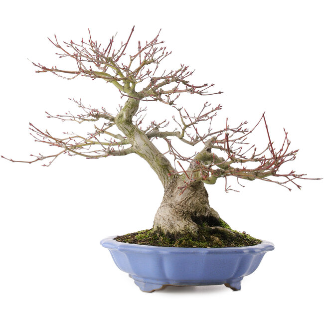 Acer palmatum, 32 cm, ± 30 years old