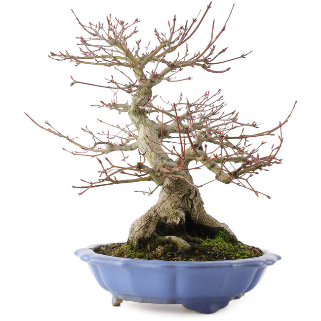 Acer palmatum, 32 cm, ± 30 ans
