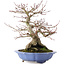 Acer palmatum, 32 cm, ± 30 Jahre alt