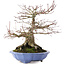 Acer palmatum, 32 cm, ± 30 años