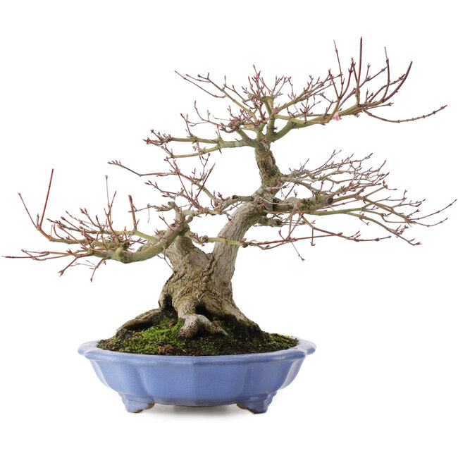 Acer palmatum, 32 cm, ± 30 años
