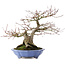 Acer palmatum, 32 cm, ± 30 Jahre alt