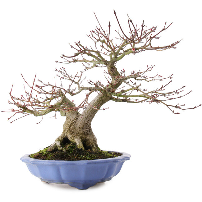 Acer palmatum, 32 cm, ± 30 ans