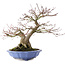 Acer palmatum, 32 cm, ± 30 Jahre alt