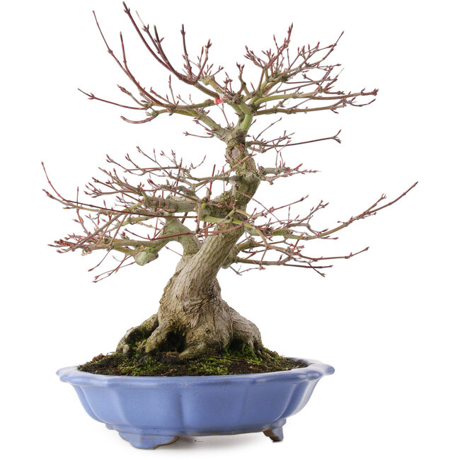 Acer palmatum, 32 cm, ± 30 años