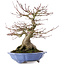 Acer palmatum, 32 cm, ± 30 anni
