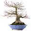 Acer palmatum, 32 cm, ± 30 Jahre alt
