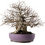 Carpinus coreana, 28,5 cm, ± 30 years old