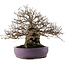 Carpinus coreana, 28,5 cm, ± 30 Jahre alt