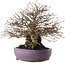 Carpinus coreana, 28,5 cm, ± 30 Jahre alt