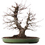 Acer palmatum, 54 cm, ± 35 años