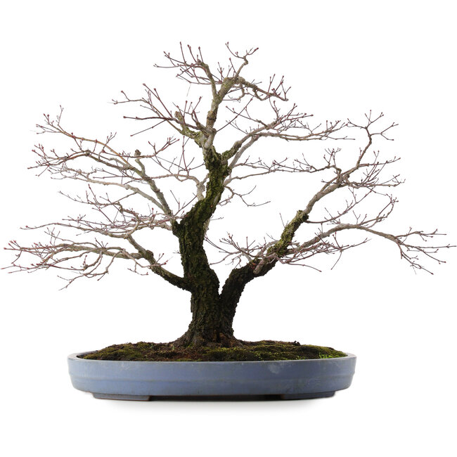 Acer palmatum Arakawa, 49 cm, ± 35 Jahre alt, in einem handgefertigten japanischen Topf von Yamafusa