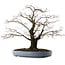 Acer palmatum Arakawa, 49 cm, ± 35 años, en maceta japonesa hecha a mano por Yamafusa