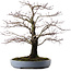 Acer palmatum Arakawa, 49 cm, ± 35 años, en maceta japonesa hecha a mano por Yamafusa