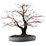 Acer palmatum Arakawa, 49 cm, ± 35 años, en maceta japonesa hecha a mano por Yamafusa