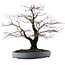 Acer palmatum Arakawa, 49 cm, ± 35 years old, in a handmade Japanese pot by Yamafusa