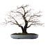 Acer palmatum Arakawa, 49 cm, ± 35 años, en maceta japonesa hecha a mano por Yamafusa