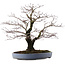 Acer palmatum Arakawa, 49 cm, ± 35 años, en maceta japonesa hecha a mano por Yamafusa