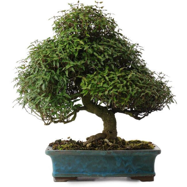 Trachelospermum asiaticum, 38 cm, ± 40 ans, dans un pot japonais fait main par Reiho