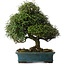 Trachelospermum asiaticum, 38 cm, ± 40 ans, dans un pot japonais fait main par Reiho