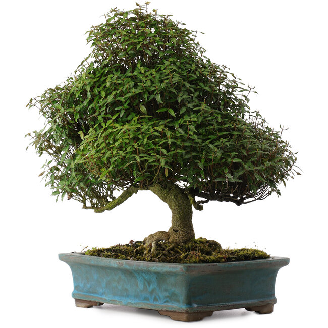 Trachelospermum asiaticum, 38 cm, ± 40 years old, in a handmade Japanese pot by Reiho