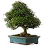 Trachelospermum asiaticum, 38 cm, ± 40 ans, dans un pot japonais fait main par Reiho