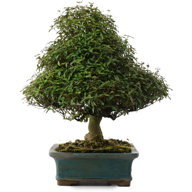 Trachelospermum asiaticum, 38 cm, ± 40 jaar oud, in een handgemaakte Japanse pot van Reiho