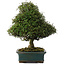 Trachelospermum asiaticum, 38 cm, ± 40 ans, dans un pot japonais fait main par Reiho