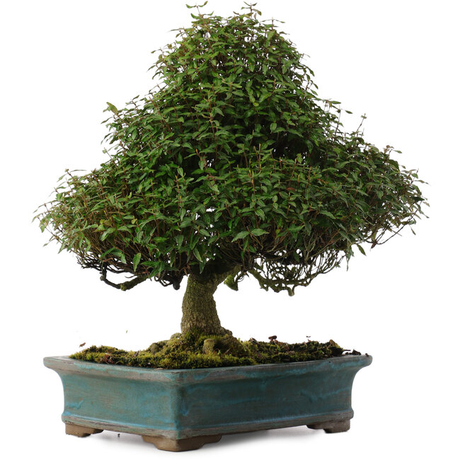 Trachelospermum asiaticum, 38 cm, ± 40 años, en maceta japonesa hecha a mano por Reiho