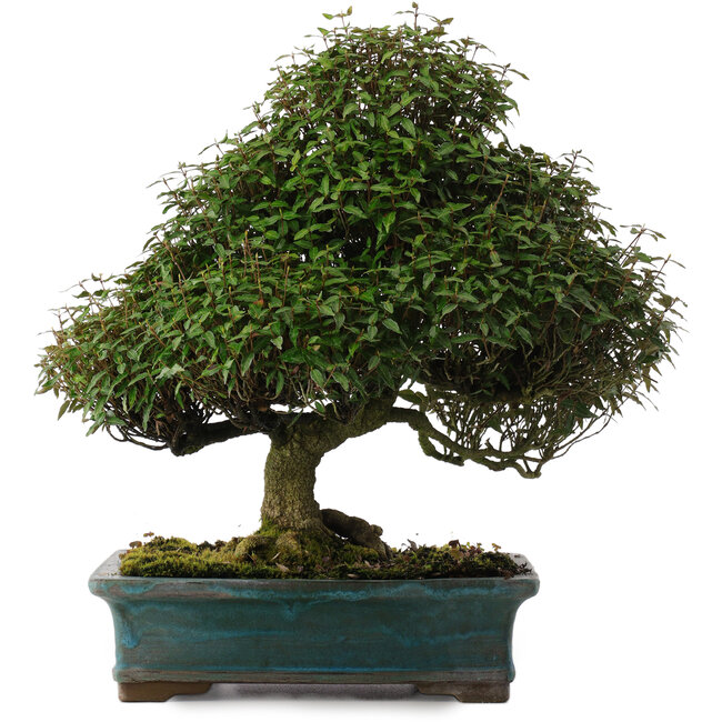 Trachelospermum asiaticum, 38 cm, ± 40 years old, in a handmade Japanese pot by Reiho